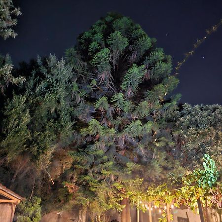 La Araucaria Cabana Con Tinaja San Felipe Zewnętrze zdjęcie