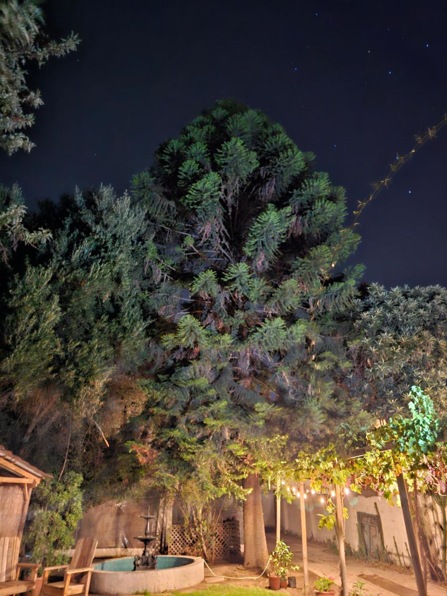 La Araucaria Cabana Con Tinaja San Felipe Zewnętrze zdjęcie